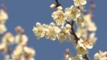 春の訪れを告げる爽やかな白梅　青葉の森公園で梅が見頃迎える　千葉市