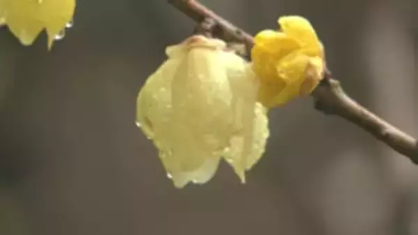 水滴まとう黄色いロウバイ　紅梅や白梅も次々と開花へ　千葉市の泉自然公園