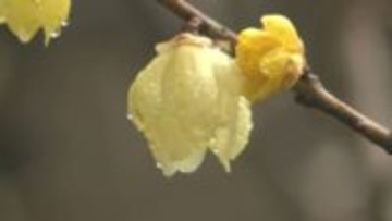 水滴まとう黄色いロウバイ　紅梅や白梅も次々と開花へ　千葉市の泉自然公園