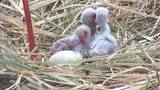 「コウノトリのヒナ３羽誕生　千葉・野田市　「元気に育ち大空はばたいて」」の画像1