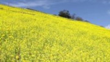 大斜面一面に“黄色い絨毯”広がる　マザー牧場で菜の花が見頃迎える