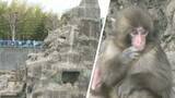 「人気者も“暑さ対策”　「パンチ」暮らすサル山修繕へ　千葉・市川市動植物園」の画像1