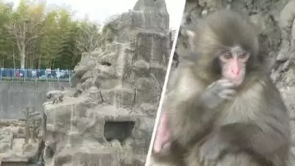 人気者も“暑さ対策”　「パンチ」暮らすサル山修繕へ　千葉・市川市動植物園