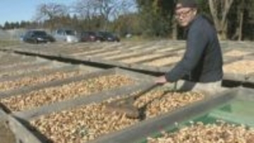 落花生の天日干しが最盛期　昔ながらの製法守り甘み引き出す　千葉・八街市