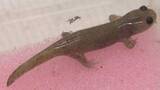 「絶滅危惧種のトウキョウサンショウウオの白い個体　千葉県立農業大学校が発見」の画像1
