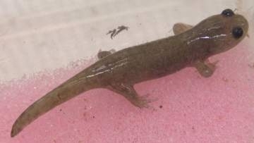 絶滅危惧種のトウキョウサンショウウオの白い個体　千葉県立農業大学校が発見