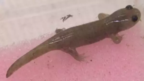 絶滅危惧種のトウキョウサンショウウオの白い個体　千葉県立農業大学校が発見