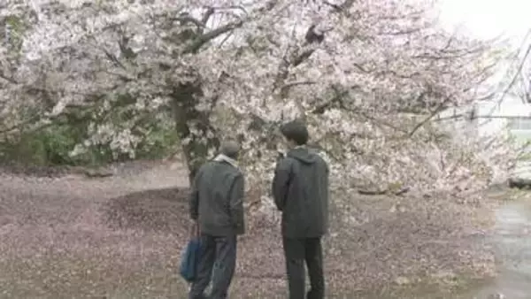 4月の土日は一般公開中　千葉・山武市の成東高校のサクラが見頃　校内に１２４本