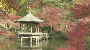 成田山公園で恒例の「紅葉まつり」　２２日からの３連休にかけ見頃ピーク