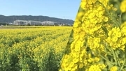 一足早い春の訪れを　「菜な畑ロード」１月１０日オープン　千葉・鴨川市