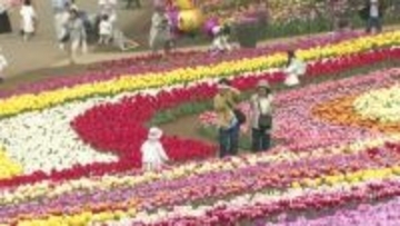 チューリップが圧巻　千葉・袖ケ浦の「東京ドイツ村」で過去最大２６万株が見頃