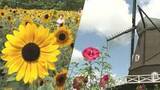 「千葉・船橋アンデルセン公園で夏の花々見頃　「この季節ならではの景色楽しんで」」の画像1