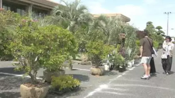 丹精込めて作り上げた約４５００点出品　“植木のまち”匝瑳市で「植木まつり」