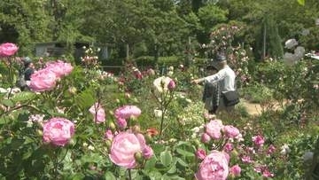 里山に溶け込む色とりどりのバラが見頃　暑さに強い珍しい品種も　佐倉草ぶえの丘