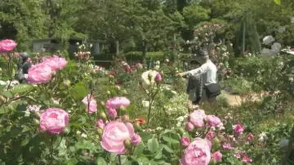 里山に溶け込む色とりどりのバラが見頃　暑さに強い珍しい品種も　佐倉草ぶえの丘