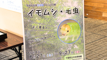 イモムシと毛虫の隠れた魅力を発見！　千葉県立中央博物館で展示会開催