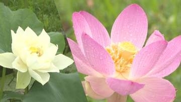 １００種以上の珍しいハスが可憐に咲き誇る　千葉・水郷佐原あやめパーク