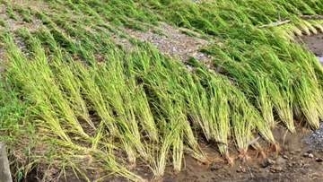 千葉豪雨で農水相視察　被害状況を確認　意見交換した生産者「心折れそう」