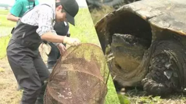 生態系に悪影響のカミツキガメ　印旛沼流域で集中防除作業　農業水路にワナ設置