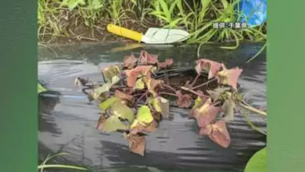 サツマイモ基腐病 発生防止策を強化