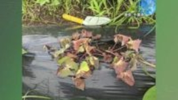 サツマイモ基腐病 発生防止策を強化