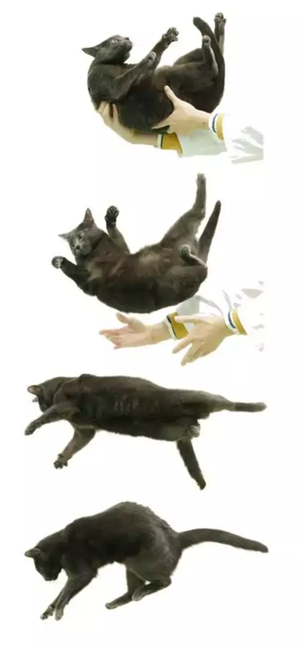 猫は高い所から落ちてもなぜ平気? 「猫ひねり」体の秘密を山口大学グループが解明