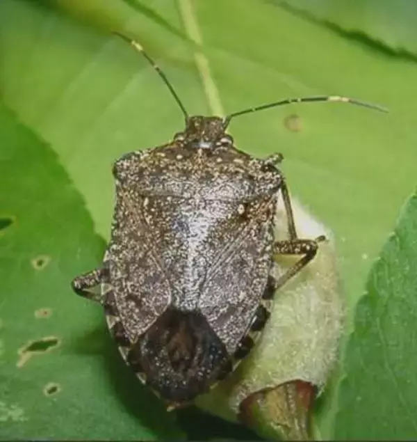 今年もカメムシ大量発生の恐れ　過去最多の2年前に匹敵する多さ