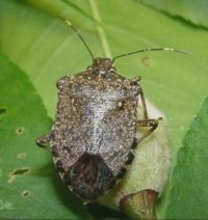 今年もカメムシ大量発生の恐れ　過去最多の2年前に匹敵する多さ