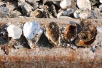 広島などのカキ大量死、高水温や貧酸素の複合要因と推定　水産庁が調査結果公表