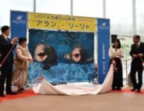 シロイルカ2頭の名前決まる　しまね海洋館アクアス、急死した母イルカの名前の一部受け継ぐ