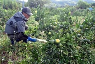 ミカンの島が大ピンチ、8月の降水量が観測史上初めてゼロに