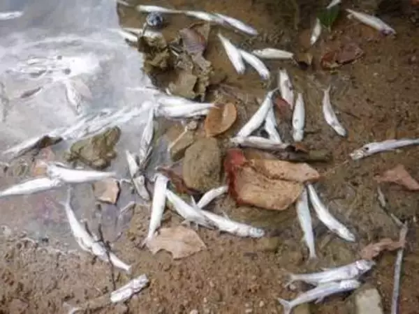 三次の灰塚ダムでワカサギ5000匹大量死