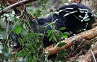 広島など西中国山地のツキノワグマ捕獲数が大幅減　被害相次ぐ東北地方と異なるのはなぜ？