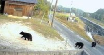 柳井で熊3頭出没、庭を走って横切る姿が防犯カメラに　住人「たまげた」