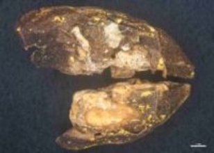 豊臣秀吉が宴席で振る舞った「黄金の酒の肴」 岩国に現存　1センチの種に金箔、重文級の発見