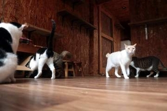 ネコ60匹が暮らす中庭のシェルター「猫庭」 全国から猫好きが訪れる山口の旅館　10年で850匹譲渡