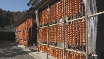軒先がオレンジ色に　特産「伊自良連柿」作りが最盛期　岐阜・山県市