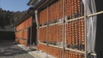 軒先がオレンジ色に　特産「伊自良連柿」作りが最盛期　岐阜・山県市