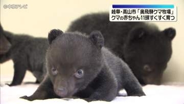 クマの赤ちゃん11頭すくすく育つ　岐阜・高山市「奥飛騨クマ牧場」