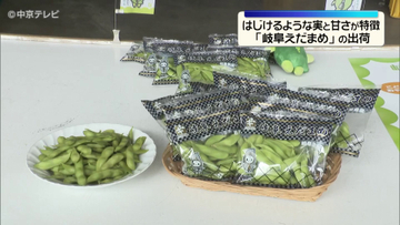「岐阜えだまめ」の出荷　はじけるような実と甘さが特徴 　岐阜市
