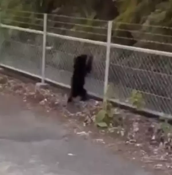 子グマ出没から2日　付近でまたツキノワグマの目撃情報　豊田市が注意呼びかけ