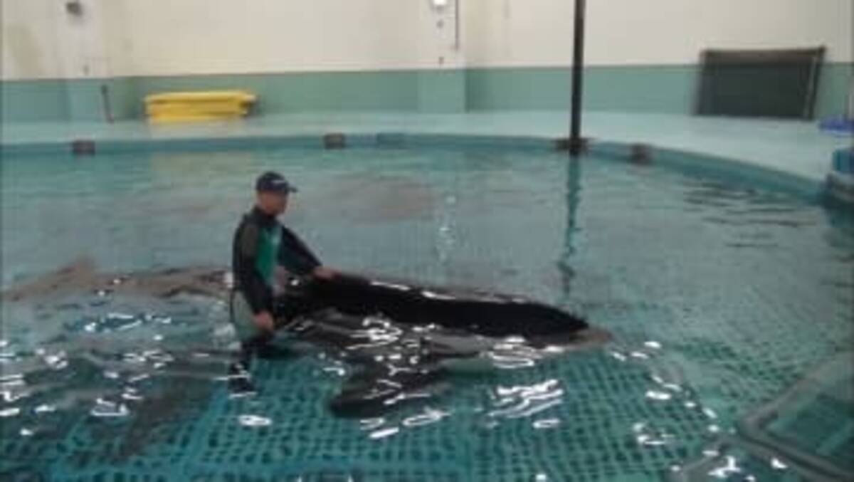 国内唯一 オスのシャチ「アース」（16歳）死ぬ 名古屋港水族館 
