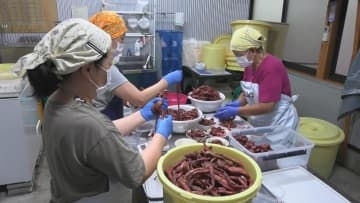家庭の味「くき漬け」作りが最盛期　三重・紀北町