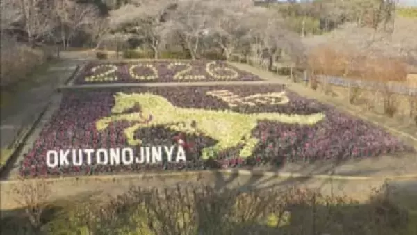 「午（うま）」のハボタンアート公開　愛知・岡崎市の奥殿陣屋で2月末まで