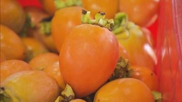 丸かじりがおすすめ　秋の味覚「筆柿」の出荷　愛知・幸田町