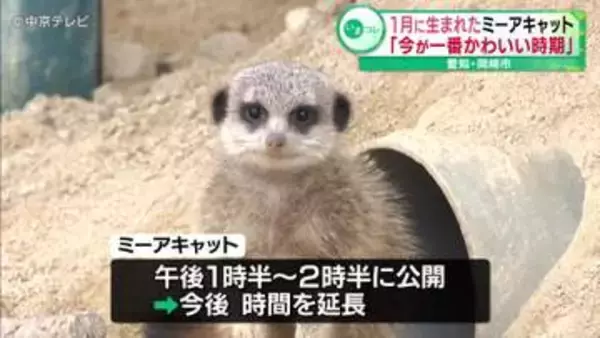 1月に生まれたミーアキャット　「今が一番かわいい時期」　愛知・岡崎市