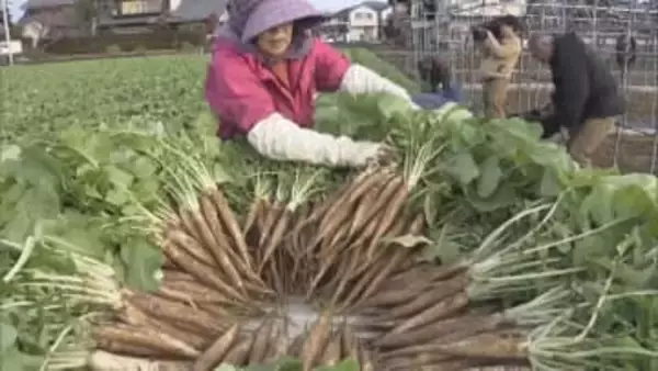 「角が立たないように」縁起を担ぐ　雑煮に入れる「祝だいこん」収穫作業　岐阜市