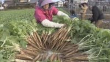 「角が立たないように」縁起を担ぐ　雑煮に入れる「祝だいこん」収穫作業　岐阜市
