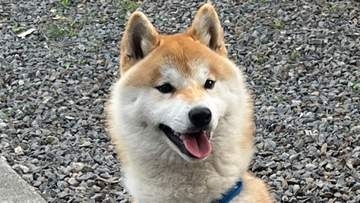 「飼い主さんのところに戻ってほしい」　“迷い犬”の柴犬ハチ（2才9か月）　“善意の拡散”で飼い主の元へ帰る　愛知県