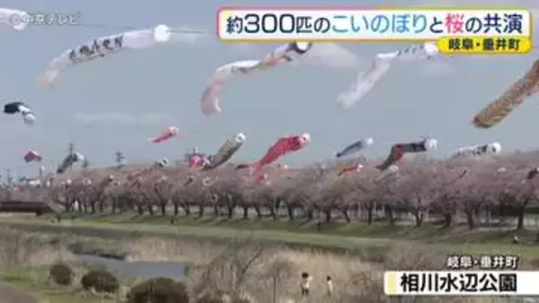 約300匹の「こいのぼり」と桜の共演　岐阜・垂井町